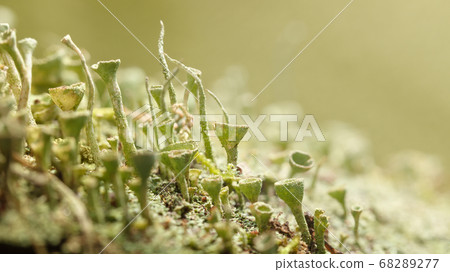 Cladonia Cup Lichen 68289277