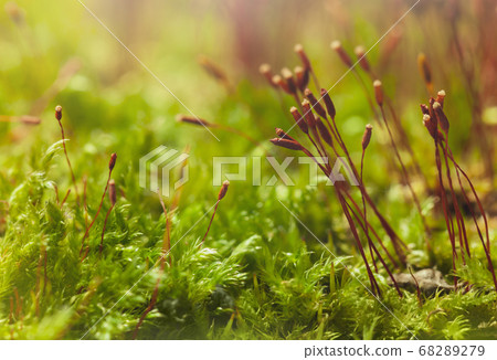 Macro of Pohlia moss 68289279
