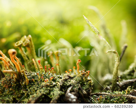 Red and Grey Lichens 68289280