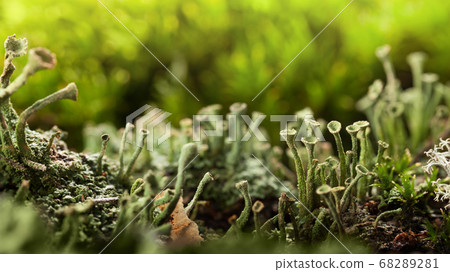 Cladonia Cup Lichens Cladonia Cup Lichens 68289281