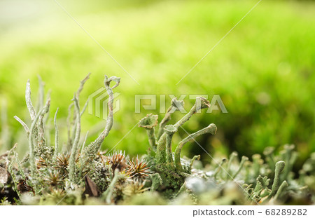 Cladonia cup lichen colony Cladonia cup lichen colony 68289282