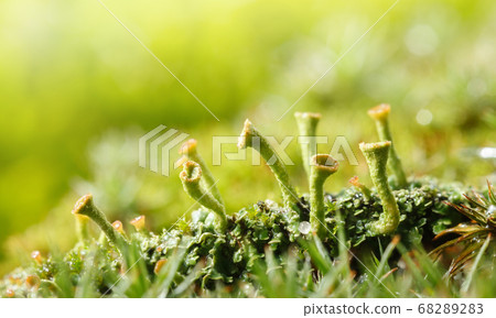 Grey cladonia cup lichens Grey cladonia cup lichens 68289283