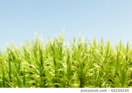 Macro of green moss Macro of green moss 68289284