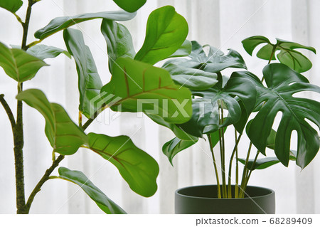 Artificial plant, Closed up of Fiddle leaf fig tree and monstera planted in black pot 68289409