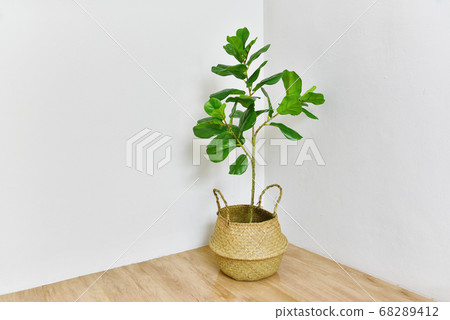 Artificial plant, Fiddle leaf fig tree on room corner, Indoor tropical houseplant 68289412