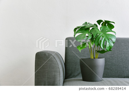 Artificial plant, Philodendron monstera planted on sofa, Indoor tropical houseplant 68289414