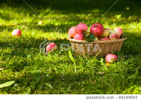 ripe apples. 68289665