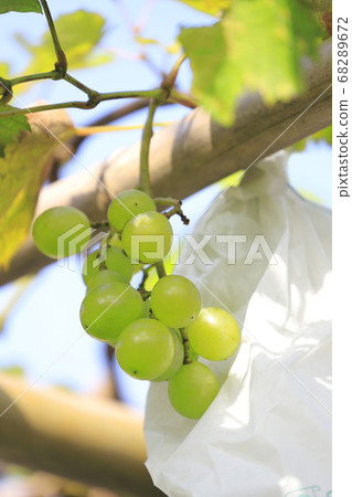 袋葡萄 68289672