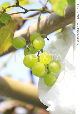 袋葡萄 68289674