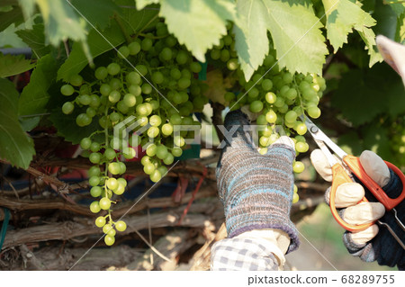 The hands of farmers use scissors to cut grapes to increase the size of the remaining grapes 68289755
