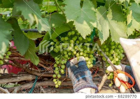 The hands of farmers use scissors to cut grapes to increase the size of the remaining grapes 68289770