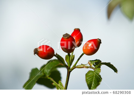 Hawthorn Hawthorn 68290308