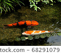 彩色鯉魚 68291079