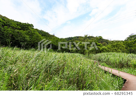 Summer in Miami Peninsula's famous Koamishiro Forest (August) 68291345