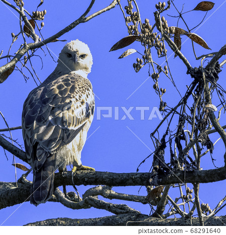 Young changeable hawk-eagle (Nisaetus cirrhatus) 68291640