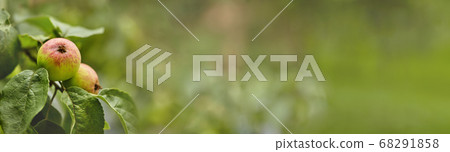 Apple orchard with ripe red apples, banner 68291858