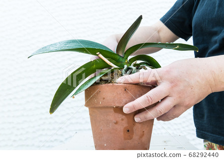 Replanting Phalaenopsis 68292440