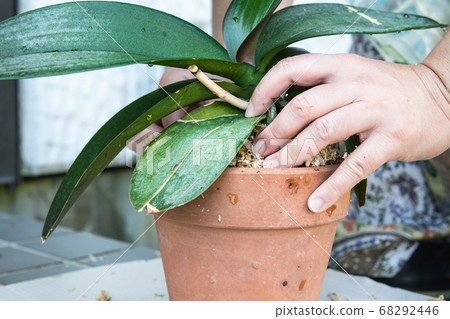 Replanting Phalaenopsis 68292446
