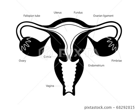 Reproductive system concept Reproductive system concept 68292815