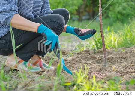 Granules fertilizer in hands of woman gardener 68293757