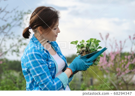 Female in gloves with garden tools holding strawberry bush. Female in gloves with garden tools holding strawberry bush. 68294347