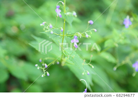 Flowers of Caliphone Flowers of Caliphone 68294677