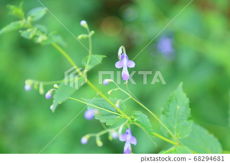 Flowers of Caliphone 68294681