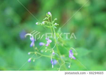Caliphone花 Caliphone花 68294683