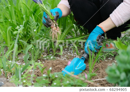 Spring work in garden, woman hands in gloves with garden tools Spring work in garden, woman hands in gloves with garden tools 68294905