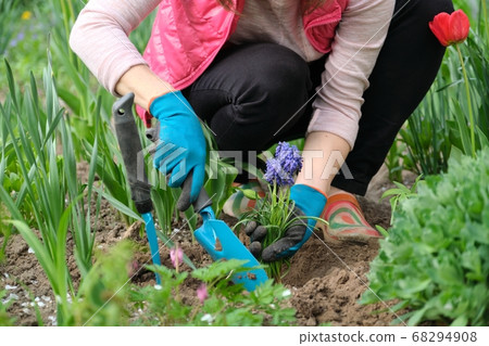 Woman hands in gloves with garden tools, Blue muscari flowers Grape Hyacinth Woman hands in gloves with garden tools, Blue muscari flowers Grape Hyacinth 68294908