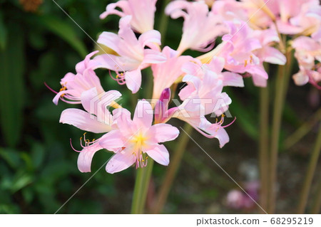 水仙花花 水仙花花 68295219