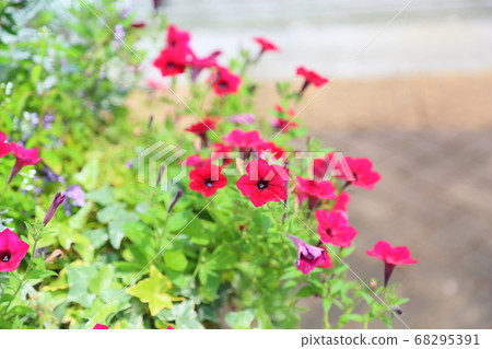 牽牛花〉 牽牛花〉 68295391