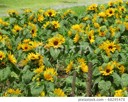 說到夏天的花朵是黃色的向日葵，這是迷你向日葵 68295478