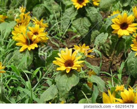 說到夏天的花朵是黃色的向日葵，這是迷你向日葵 68295479