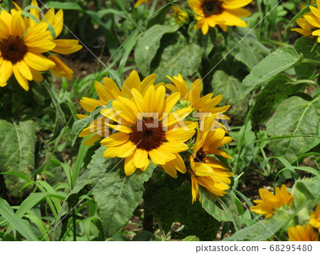 說到夏天的花朵是黃色的向日葵，這是迷你向日葵 68295480