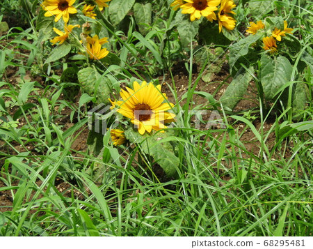 說到夏天的花朵是黃色的向日葵，這是迷你向日葵 68295481