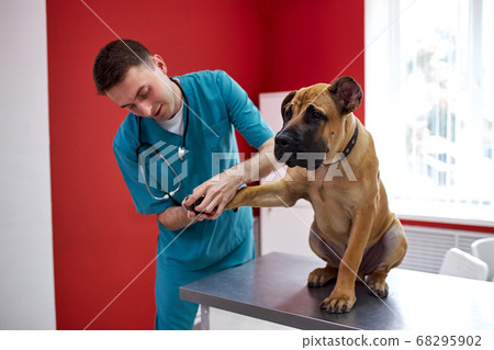 confident vet doctor checking nails of dog confident vet doctor checking nails of dog 68295902