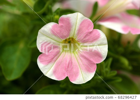 矮牽牛Safini Art Momoiro心 68296427