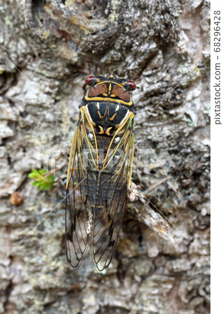Plateau Forest Ezo Seminar Plateau Forest Ezo Seminar 68296428