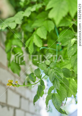 leaves kampsis with buds hanging from above climbs an ant in the sun 68296429