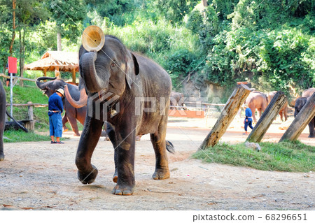 The elephant showing hat in elephant's show, in The elephant showing hat in elephant's show, in 68296651