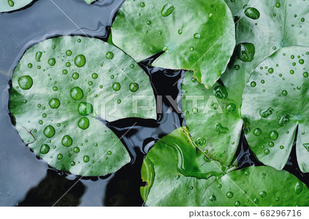 Beautiful lotus leaf in the lake. 68296716