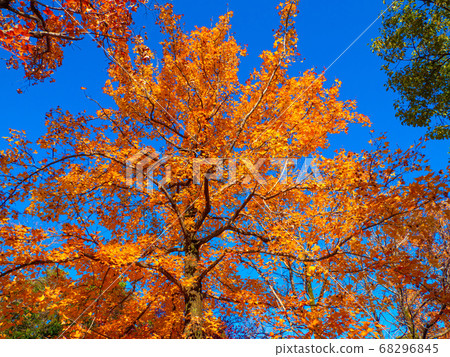 Autumn leaves of Taiwanfu Autumn leaves of Taiwanfu 68296845