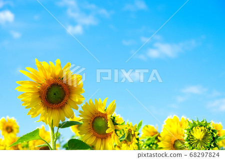 vibrant field of blooming sunflowers plant farm in sunshine day with blue sky and clouds background. vibrant field of blooming sunflowers plant farm in sunshine day with blue sky and clouds background. 68297824