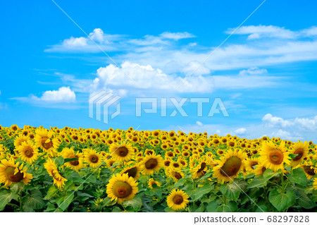 vibrant field of blooming sunflowers plant farm in sunshine day with blue sky and clouds background. vibrant field of blooming sunflowers plant farm in sunshine day with blue sky and clouds background. 68297828