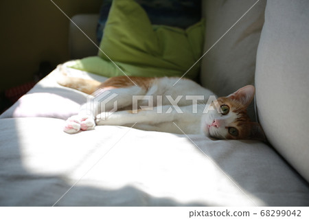 ginger cat in the home pay cute 68299042