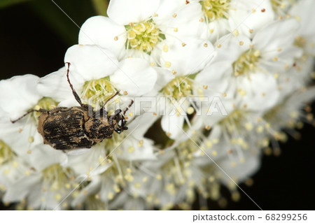 生物昆蟲hirata甲蟲,kodemari花。似乎從春季到夏季都可以看到 生物昆蟲hirata甲蟲,kodemari花。似乎從春季到夏季都可以看到 68299256