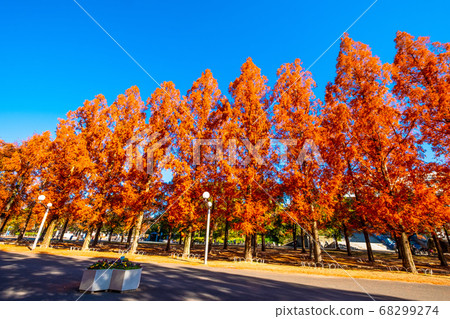 鶴見琉球水杉的秋葉 68299274