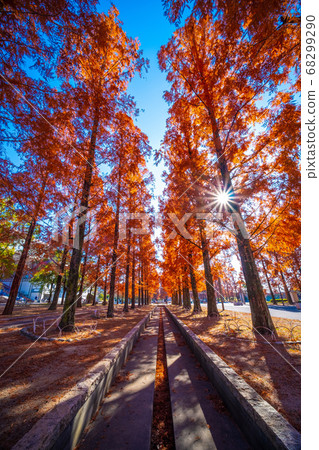 水杉和浣熊的秋葉 68299290