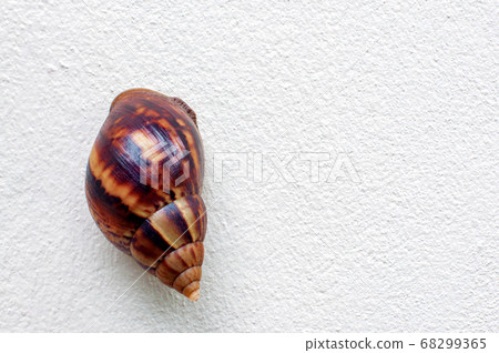 Snail, Land snail, Garden snail, Terrestrial 68299365